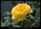 Rosa Rosa