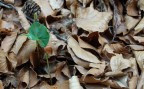 Se la primavera avanza...(il faggio germina!) Se la primavera avanza...(il faggio germina!)