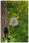 Primavera Primavera