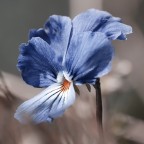 Blue Blue