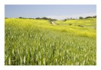 Grano Grano