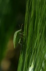 verde su... verde