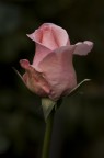 Rosa Rosa