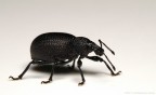 Otiorhynchus sp. Otiorhynchus sp.