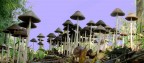I FUNGHI I FUNGHI