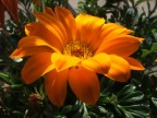 Fiore 2 Fiore 2