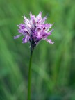 ...dopo una sessione fotografica a caccia di orchidee spontanee, stanchissimo (ma felice) ho trovato questo gioiellino. Meritava un ritratto. 
Orchidea screziata (Orchis tridentata). 
Oly e300 + 35mm macro oly a mano libera.
suggerimenti e critiche sempre ben accetti.