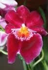 Orchidea Orchidea