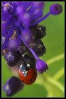 Coccinella#2 Coccinella#2