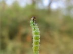 macro macro