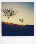 Trees Trees