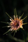 Fiore dal Futuro... Fiore dal Futuro...