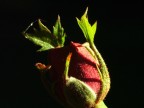 Bocciolo di Rosa Bocciolo di Rosa