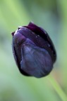 tulipano1 tulipano1