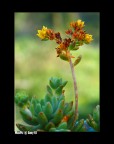 Pianta grassa, Fiore magro Pianta grassa, Fiore magro