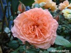 Rosa. Rosa.