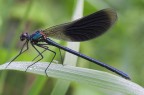Calopteryx Splendens ( Male) Calopteryx Splendens ( Male)