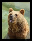 orso zoo di Napoli orso zoo di Napoli