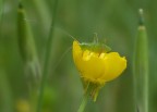 grillo sul giallo grillo sul giallo