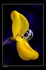 yellow yellow