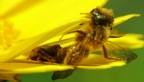 un predatore nascosto imbattibile!!!! un predatore nascosto imbattibile!!!!