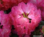 Rododendro. Rododendro.