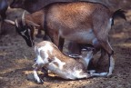 Un amore di mamma Un amore di mamma