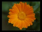 Flower Flower