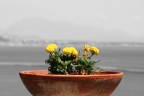 omaggio floreale omaggio floreale