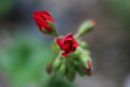 Non odora di rosa, e rosa non è ... Non odora di rosa, e rosa non è ...