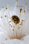 a spasso tra i pistilli .. a spasso tra i pistilli ..