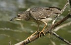 Renzo-Nitticora immatura Renzo-Nitticora immatura