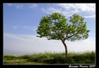 Albero in Primavera Albero in Primavera
