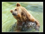 orso zoo di Napoli 2 orso zoo di Napoli 2