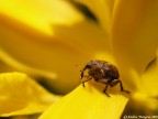 giornata ventosa, oggi, e per trovare riparo questo curculionide si era infilato in un iris giallo....

oly e300 + 35mm macro zuiko, mano libera.

suggerimenti e critiche sempre ben accetti.