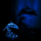 Delfino Swarovski che proietta la sua ombra. Foto (insieme alla bottiglia) che dovrei presentare al concorso scolastico "la luce"..

Consigli ben accetti, visto che ho ancora tempo per migliorarla!

ciao
Luca