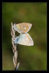 butterflies in love butterflies in love