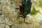 Cetonia dorata Cetonia dorata