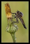 Asilide Asilide
