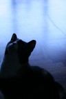 ...sguardo felino... ...sguardo felino...
