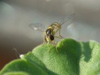 mio primo macro APE? mio primo macro APE?