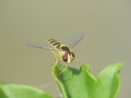 macro9 macro9