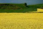 GIALLO ROMANO 4° GIALLO ROMANO 4°