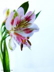 flower flower