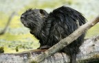 Renzo-Nutria Renzo-Nutria