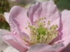Fiore di moraro
