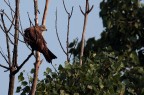 Falco di palude