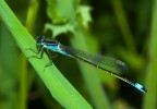 Libellula 2# Libellula 2#