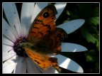 Un fiore sul fiore Un fiore sul fiore
