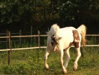 Galop Galop